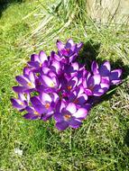 Crocus Purple Spring