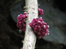 wild Rare Flowers Ecuador