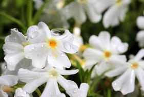 Phlox White Blossom in a blurred background