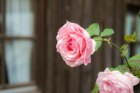 Rose Pink Blossom at garden