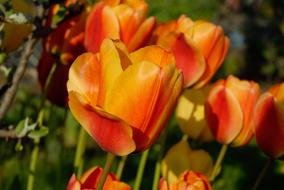 Close-up of the beautiful, orange, red and yellow tulips in sunlight