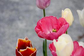 Red and White Tulips flowers blossoms