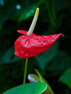 exotic red flower on blurred background