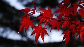 red leaves on a maple branch