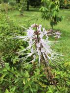 Orthosiphon, tropical Flower Close up