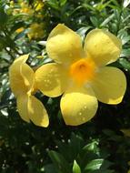 Tropical Garden Flower