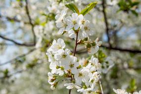 Cherry Blossom Flower Spring