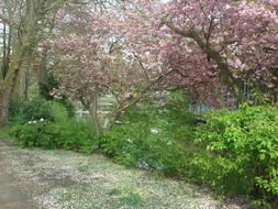 cozy summer garden of color