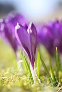 Purple Crocus Flowers at sunshine
