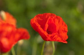 Close-up of the beautiful, red and orange poppy flowers, at blurred background