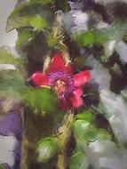 Passionflower Exotic Flower drawing