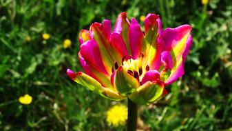 Close-up of the colorful and beautiful flowers near the green grass, in sunlight, in the summer