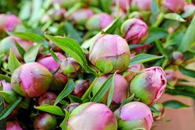 pink Peony Flower Blossoms