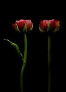 Ranunculus Red Flower
