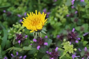 Close-up of the beautiful, yellow dandelion flower above the purple flowers and green leaves