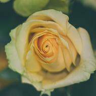 Rose Flower Yellow Roses