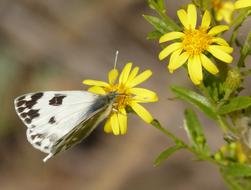 black white butterfly on yellow flowers in a blurred background