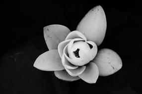 Water Lily Flower Black And