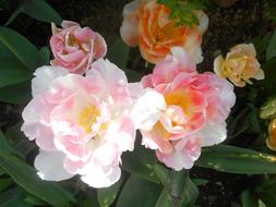 tender pink flowers in the garden on a sunny day