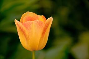 Tulip Yellow close-up in blurred background