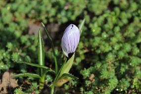 Spring Flowers at grass