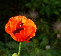 orange Poppy Flower Spring