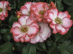 Rose Pink White