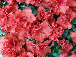 Flowers Azalea Vase Of