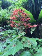 Clerodendrum paniculatum, the pagoda flower in Tropical Garden