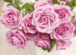 Flowers Roses Flower Pink