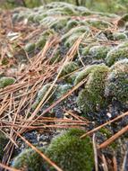 branches on rocks with moss