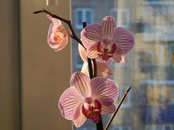 Close-up of the colorful and beautiful orchid flowers near the window
