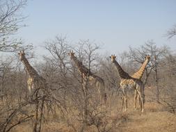 cute giraffes on safari