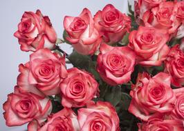 bouquet of beautiful red roses in a vase