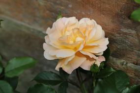 spring Rose Garden Flower