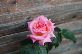 pink Rose Flower at wood
