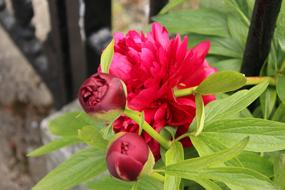 red peonies with buds on a bush on a blurred background