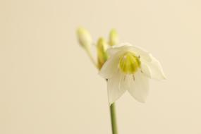 Close-up of the beautiful, white and yellow flower and buds, on the green stem