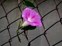 Violet Flower Zorea on fence