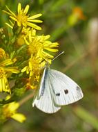 White Flower Butterfly