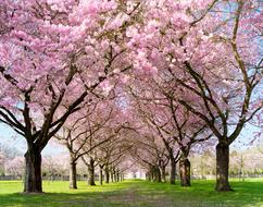 Spring Warm Flowers tree
