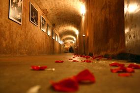 Cellar Tunnel Rose
