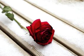 red Rose at Winter Snow