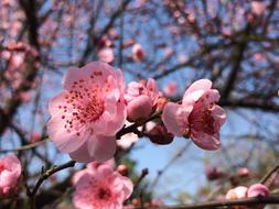 Spring Plum Blossoms trees