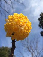 Spring Edgeworthia Blue Sky