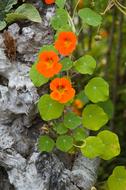 Nasturtium Orange