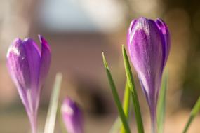 Crocus Spring purple Flowers