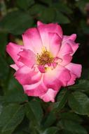 Rose Flower Get Well