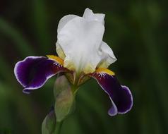 Iris Flower Get Well