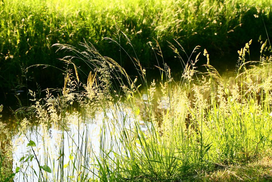 Grass Light Spikelets